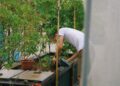 caring for native plants on Singapore balcony during the southwest monsoon season.