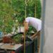 caring for native plants on Singapore balcony during the southwest monsoon season.